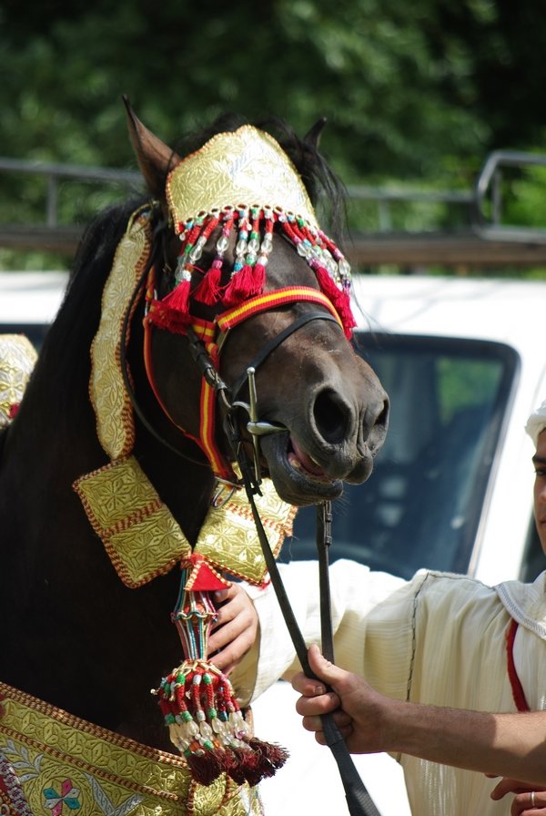 Le Moussem des Cultures 2008 126.jpg